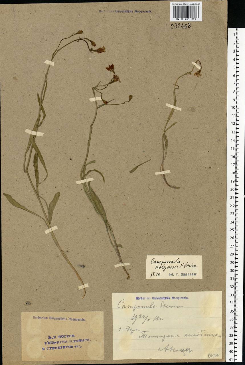 Campanula stevenii subsp. wolgensis (P.A.Smirn.) Fed., Eastern Europe, Eastern region (E10) (Russia)