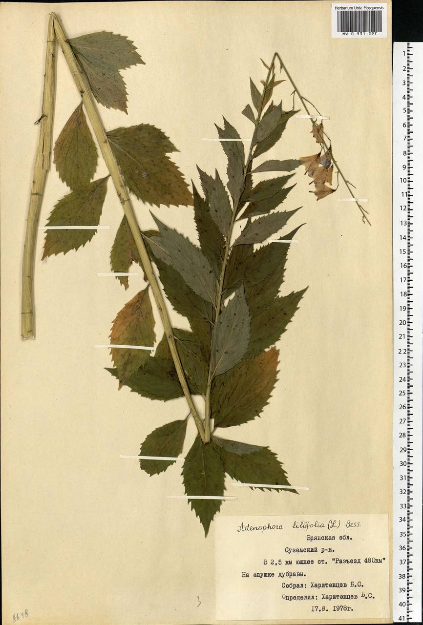 Adenophora liliifolia (L.) A.DC., Eastern Europe, Western region (E3) (Russia)