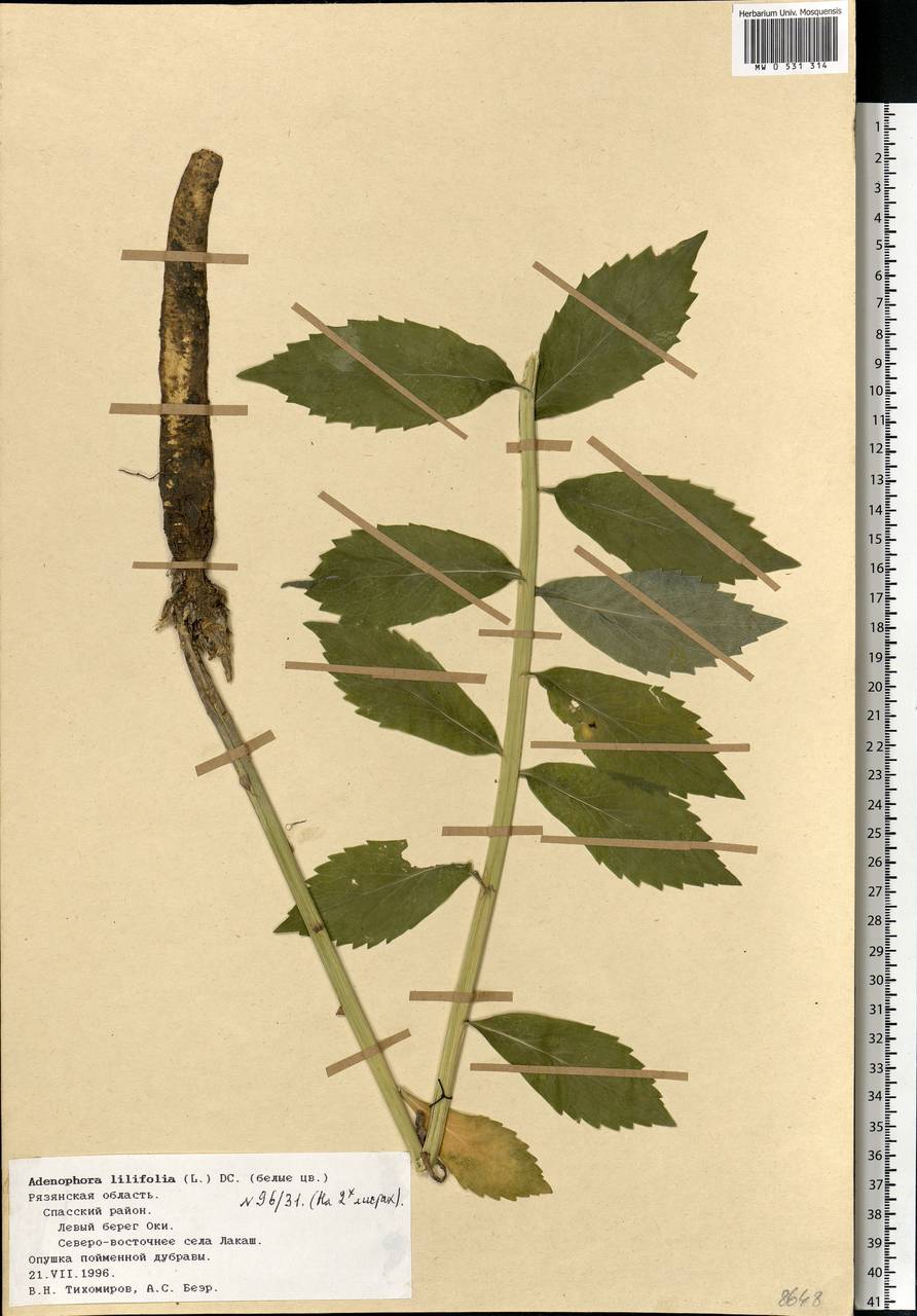 Adenophora liliifolia (L.) A.DC., Eastern Europe, Central region (E4) (Russia)