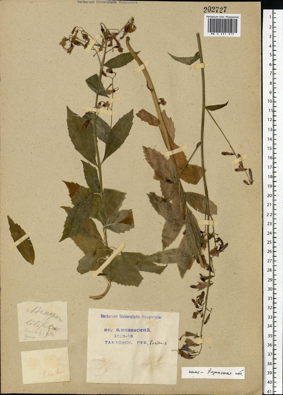 Adenophora liliifolia (L.) A.DC., Eastern Europe, Central region (E4) (Russia)