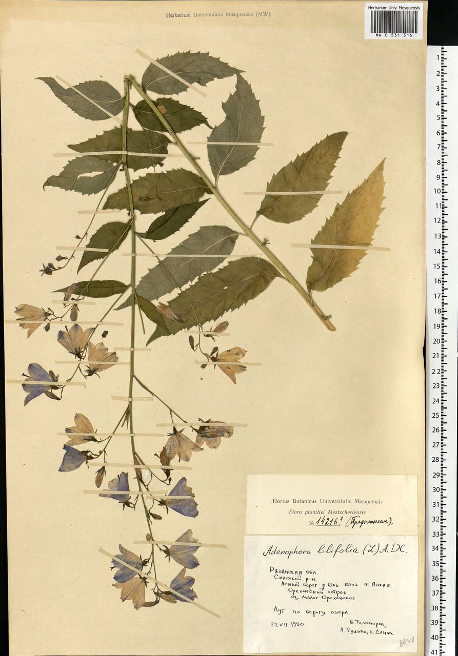 Adenophora liliifolia (L.) A.DC., Eastern Europe, Central region (E4) (Russia)