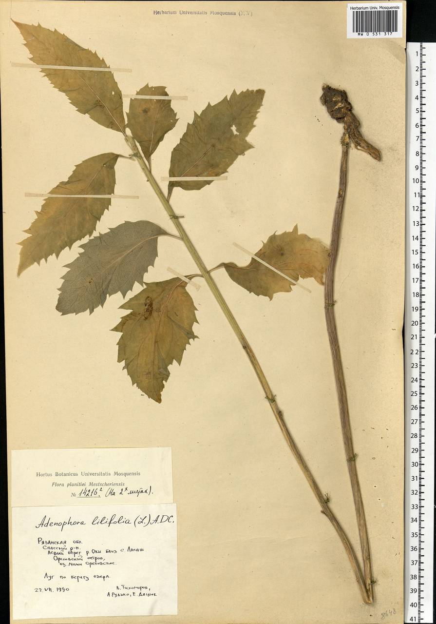 Adenophora liliifolia (L.) A.DC., Eastern Europe, Central region (E4) (Russia)