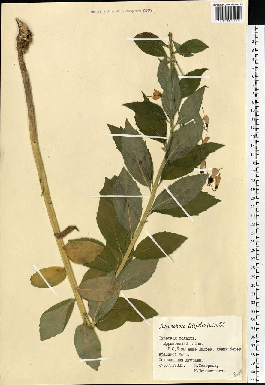 Adenophora liliifolia (L.) A.DC., Eastern Europe, Central region (E4) (Russia)