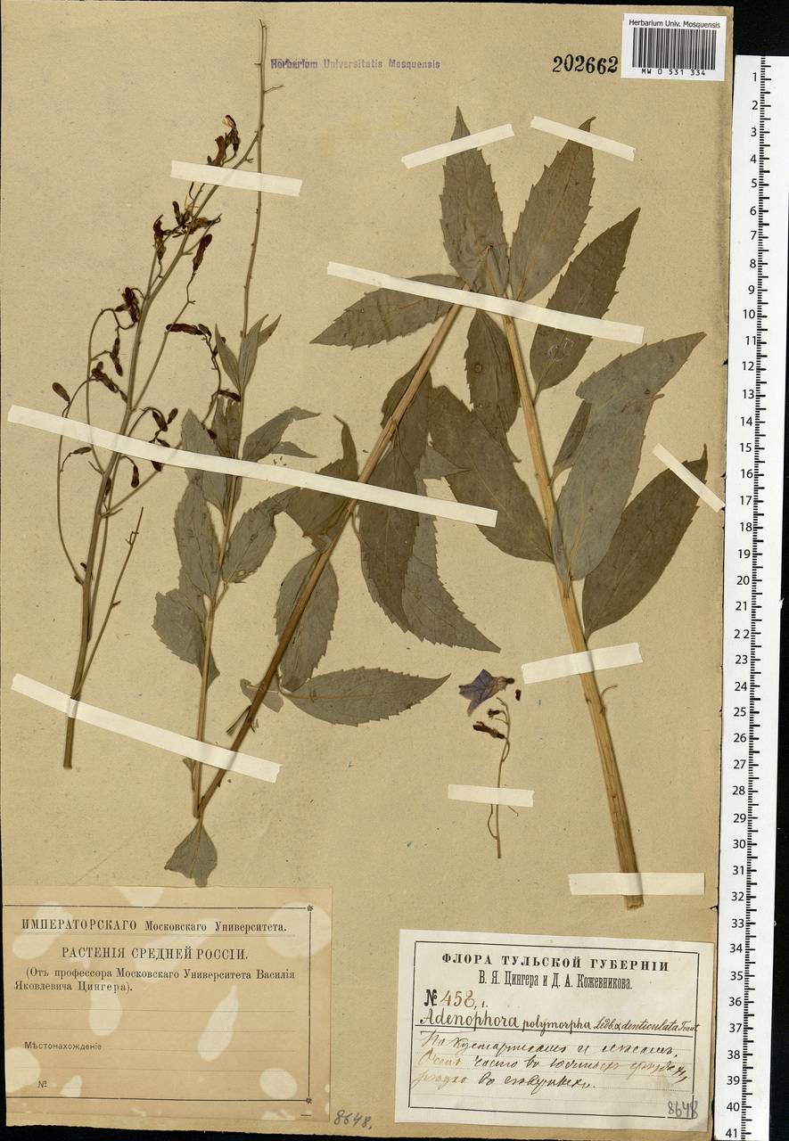 Adenophora liliifolia (L.) A.DC., Eastern Europe, Central region (E4) (Russia)