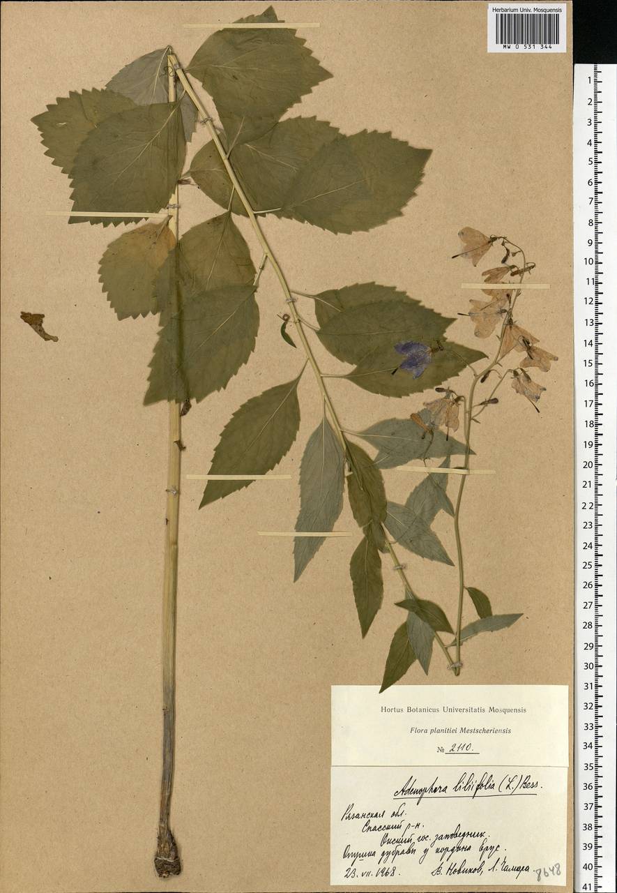 Adenophora liliifolia (L.) A.DC., Eastern Europe, Central region (E4) (Russia)