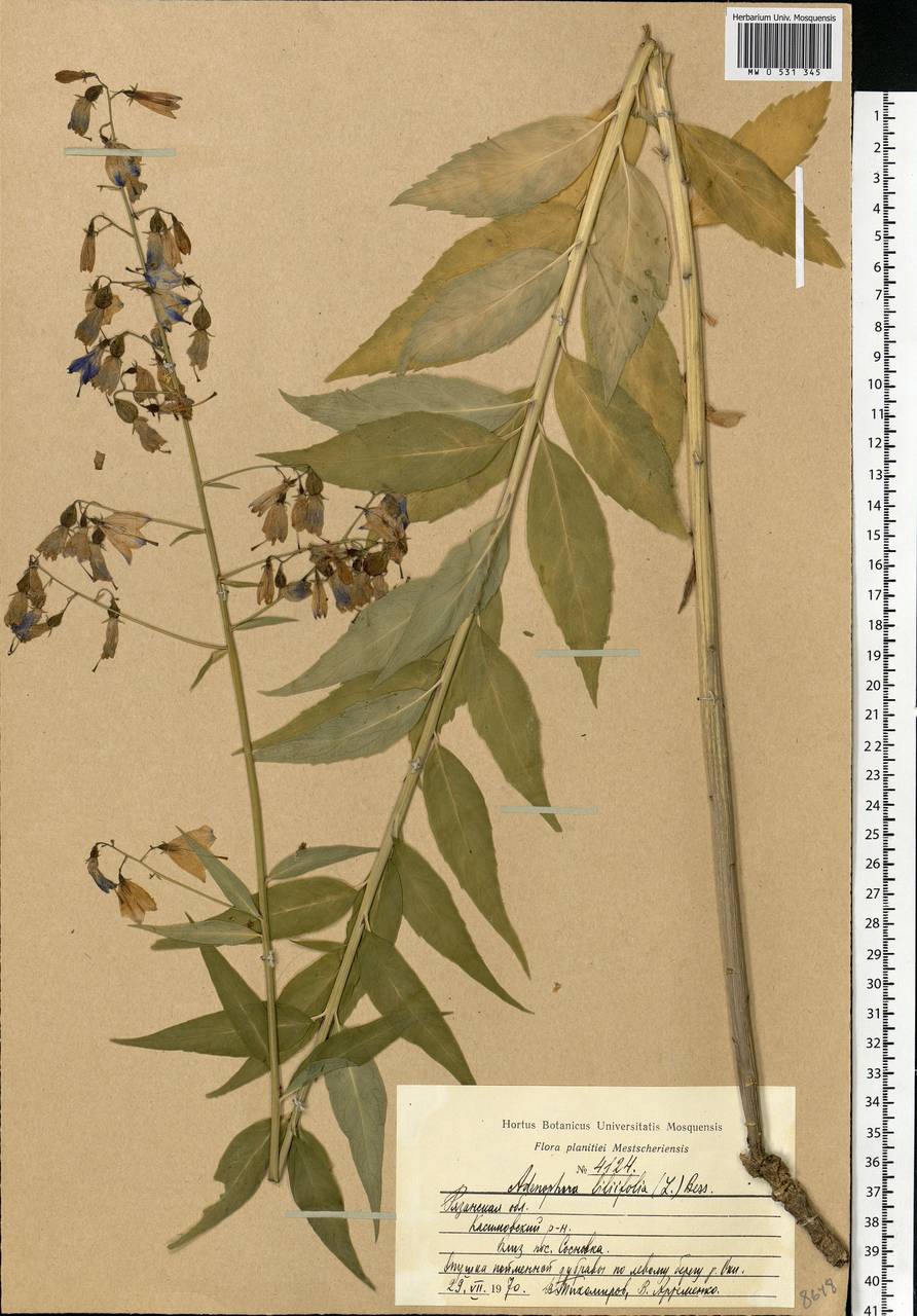 Adenophora liliifolia (L.) A.DC., Eastern Europe, Central region (E4) (Russia)