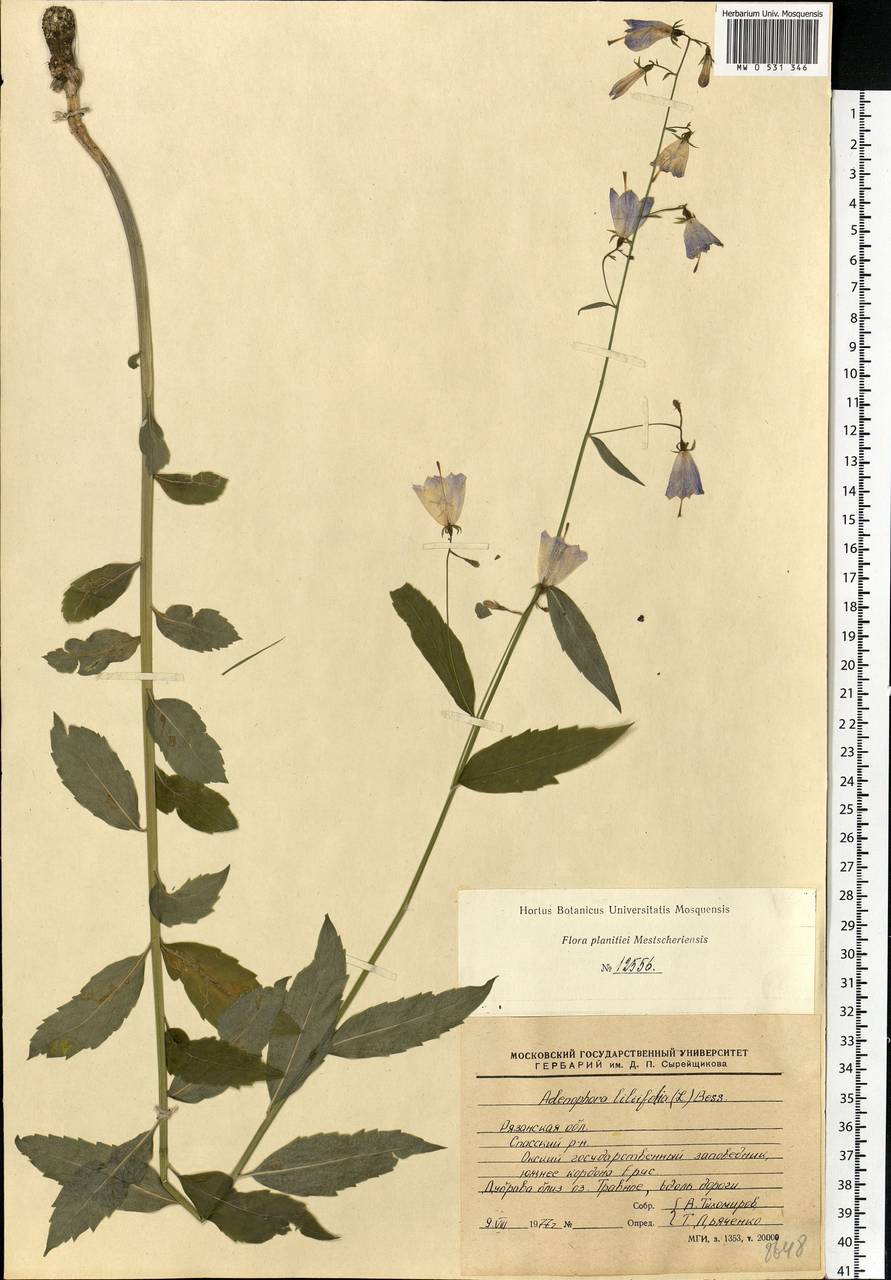 Adenophora liliifolia (L.) A.DC., Eastern Europe, Central region (E4) (Russia)