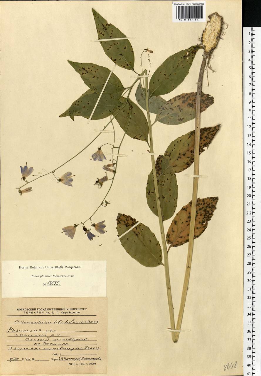 Adenophora liliifolia (L.) A.DC., Eastern Europe, Central region (E4) (Russia)