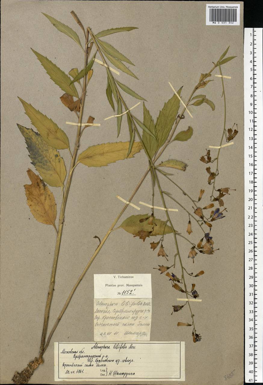 Adenophora liliifolia (L.) A.DC., Eastern Europe, Moscow region (E4a) (Russia)