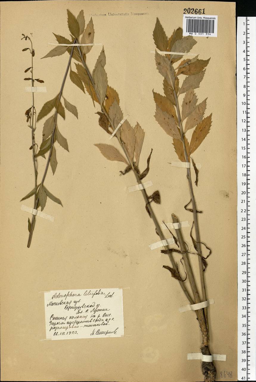 Adenophora liliifolia (L.) A.DC., Eastern Europe, Moscow region (E4a) (Russia)