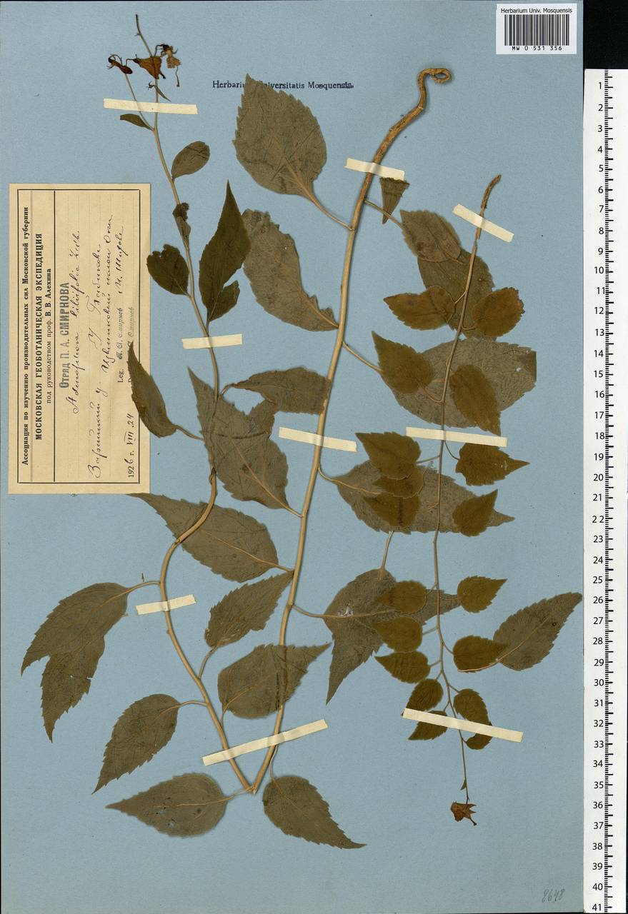 Adenophora liliifolia (L.) A.DC., Eastern Europe, Moscow region (E4a) (Russia)