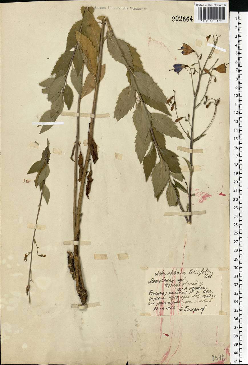 Adenophora liliifolia (L.) A.DC., Eastern Europe, Moscow region (E4a) (Russia)
