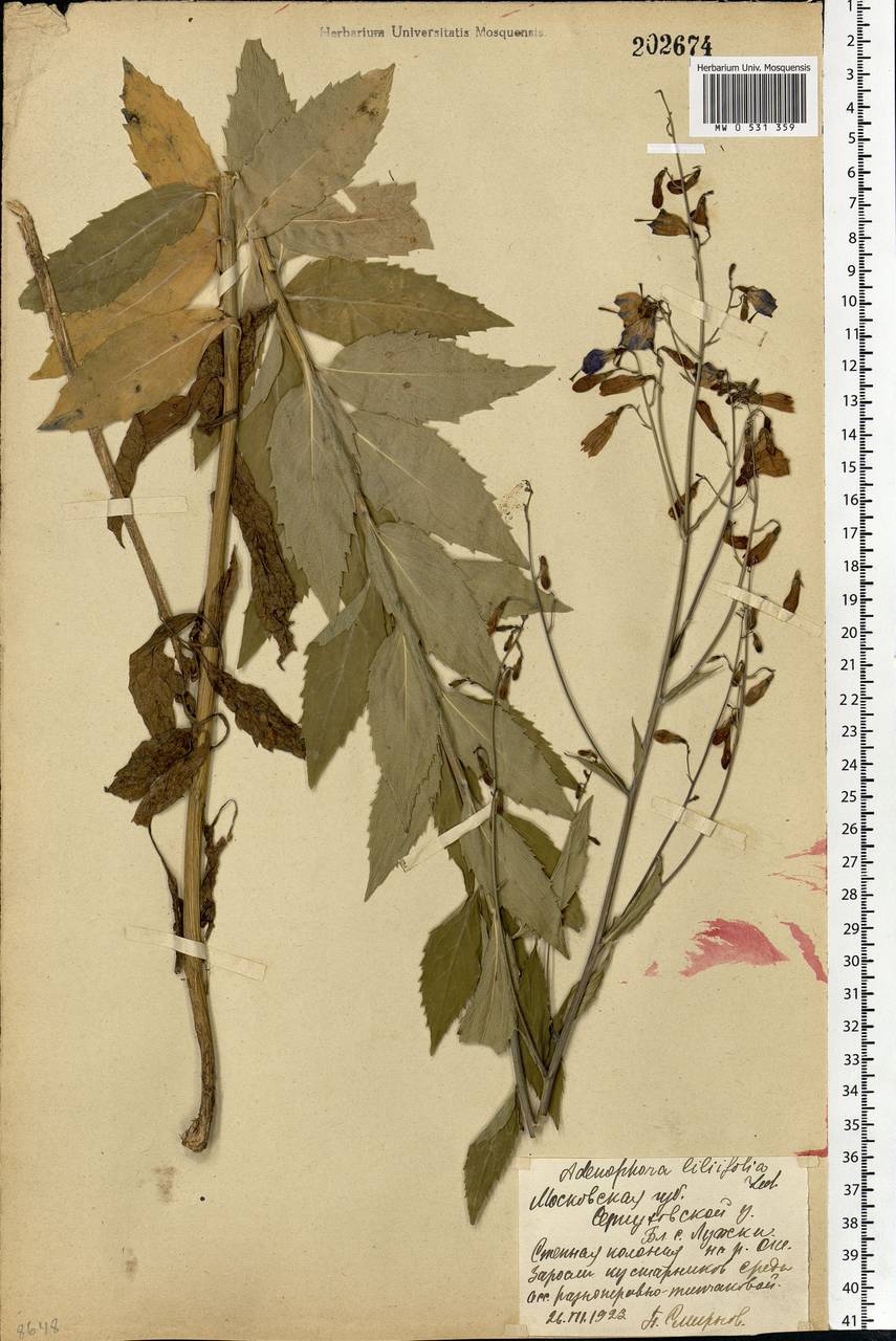 Adenophora liliifolia (L.) A.DC., Eastern Europe, Moscow region (E4a) (Russia)