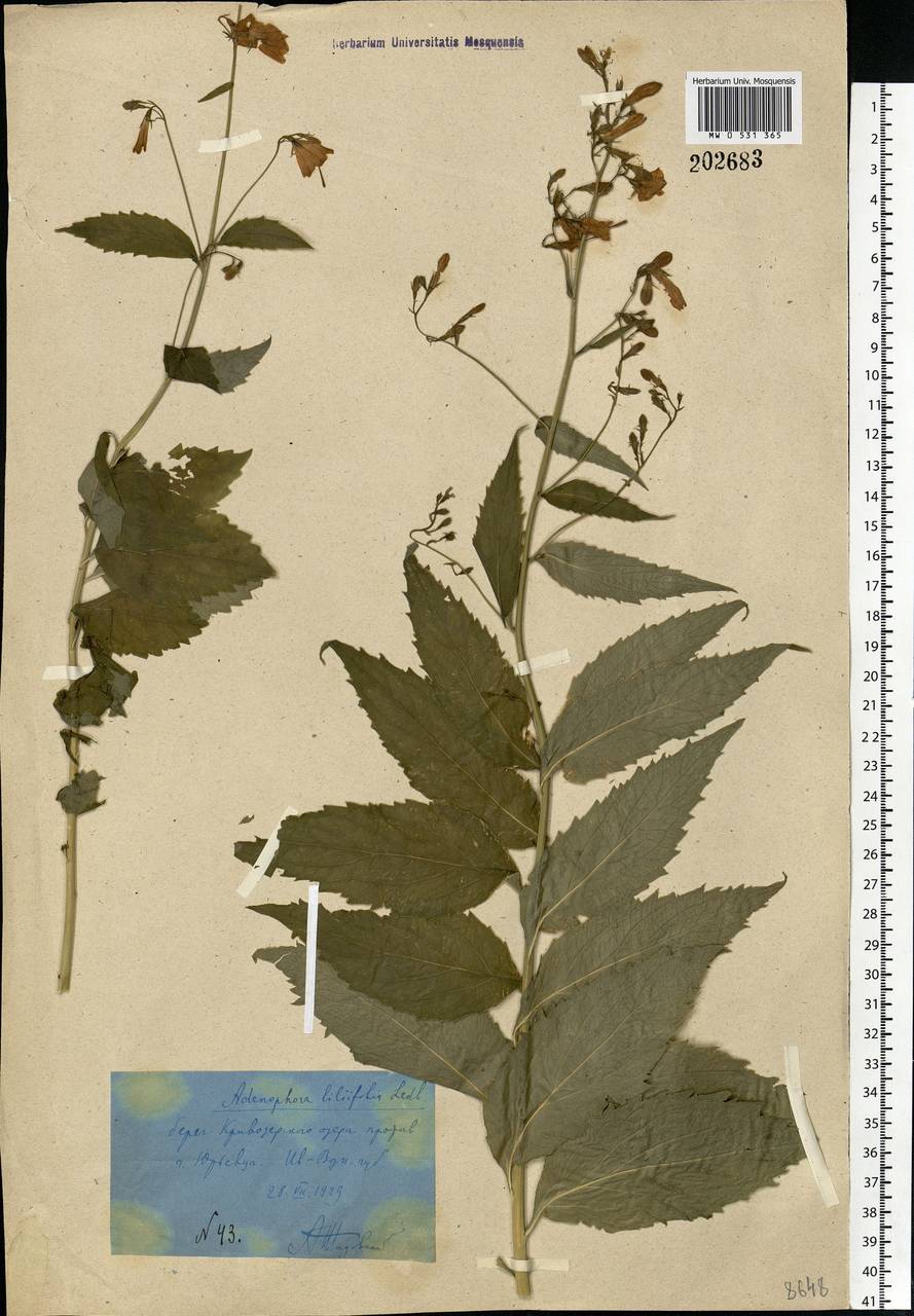 Adenophora liliifolia (L.) A.DC., Eastern Europe, Central forest region (E5) (Russia)