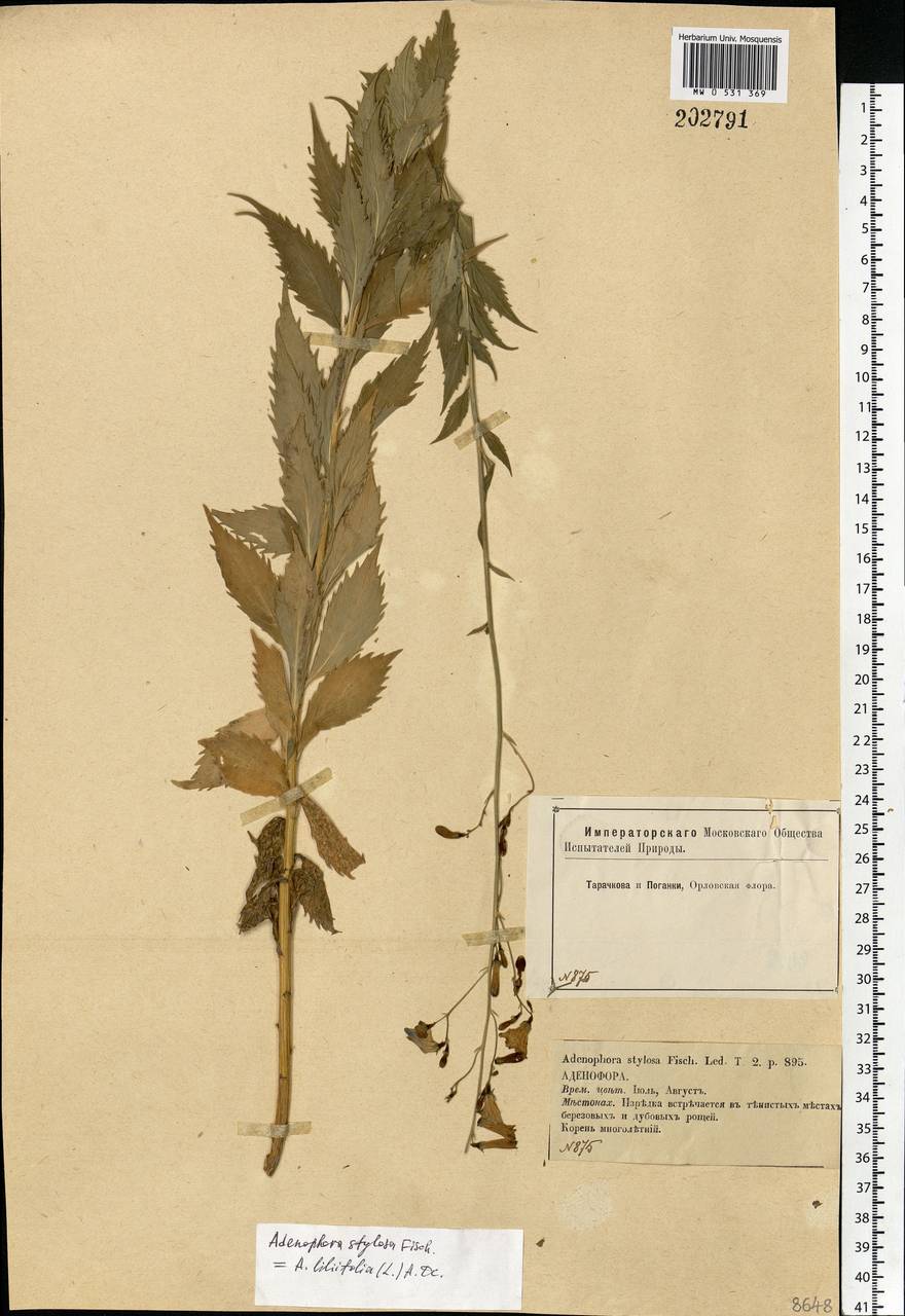 Adenophora liliifolia (L.) A.DC., Eastern Europe, Central forest-and-steppe region (E6) (Russia)