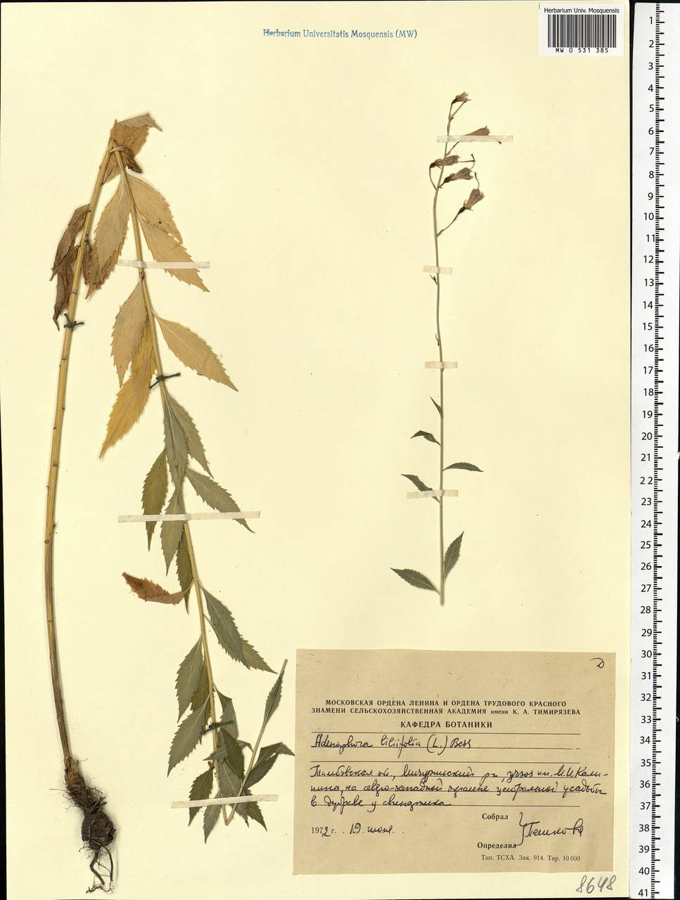 Adenophora liliifolia (L.) A.DC., Eastern Europe, Central forest-and-steppe region (E6) (Russia)