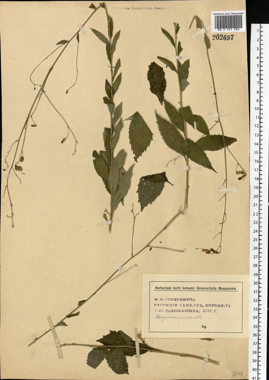 Adenophora liliifolia (L.) A.DC., Eastern Europe, Central forest-and-steppe region (E6) (Russia)