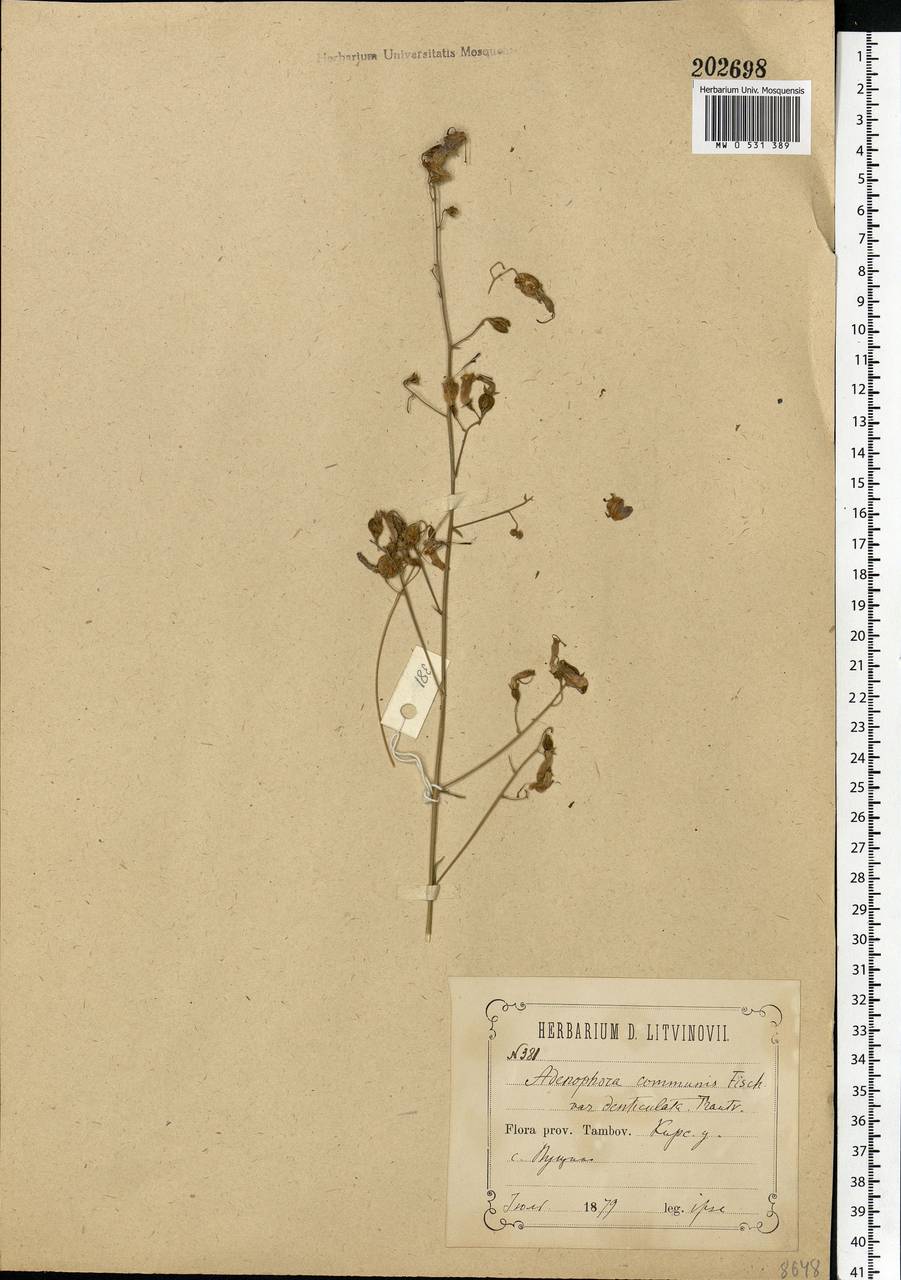 Adenophora liliifolia (L.) A.DC., Eastern Europe, Central forest-and-steppe region (E6) (Russia)