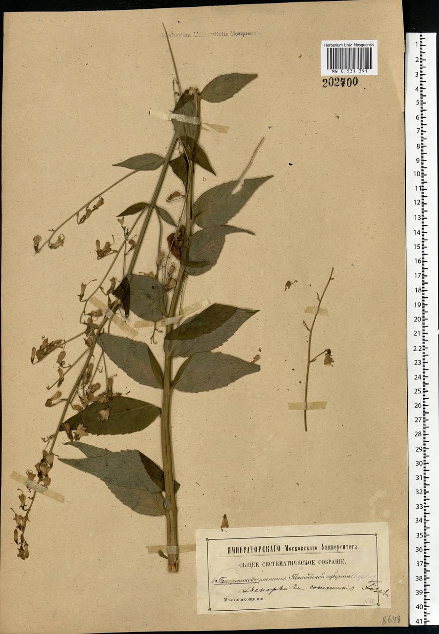 Adenophora liliifolia (L.) A.DC., Eastern Europe, Central forest-and-steppe region (E6) (Russia)