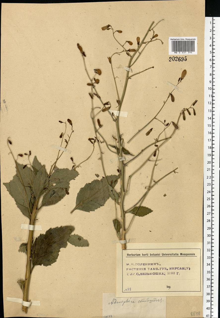 Adenophora liliifolia (L.) A.DC., Eastern Europe, Central forest-and-steppe region (E6) (Russia)