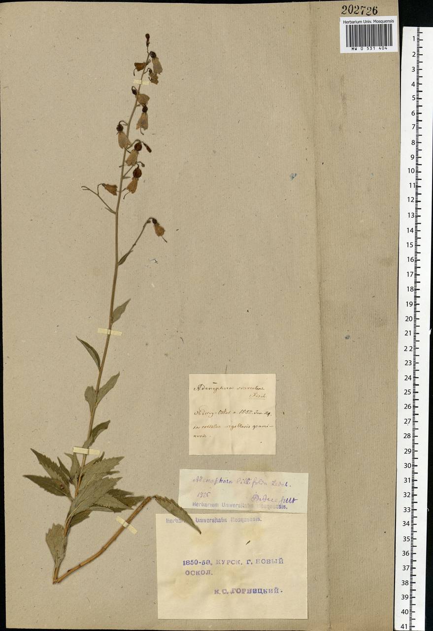 Adenophora liliifolia (L.) A.DC., Eastern Europe, Central forest-and-steppe region (E6) (Russia)