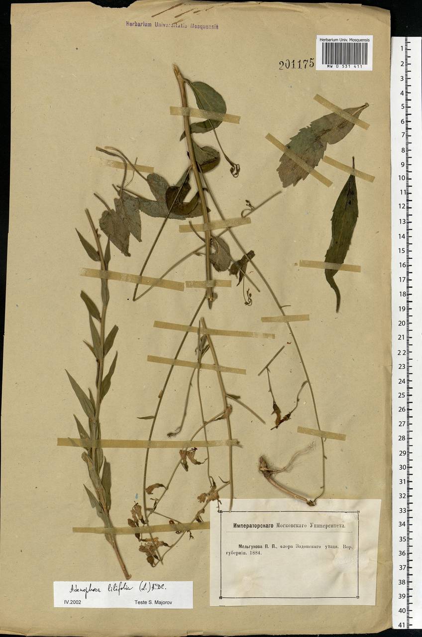 Adenophora liliifolia (L.) A.DC., Eastern Europe, Central forest-and-steppe region (E6) (Russia)