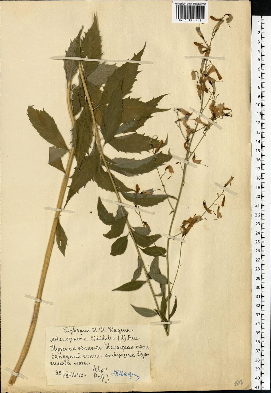 Adenophora liliifolia (L.) A.DC., Eastern Europe, Central forest-and-steppe region (E6) (Russia)