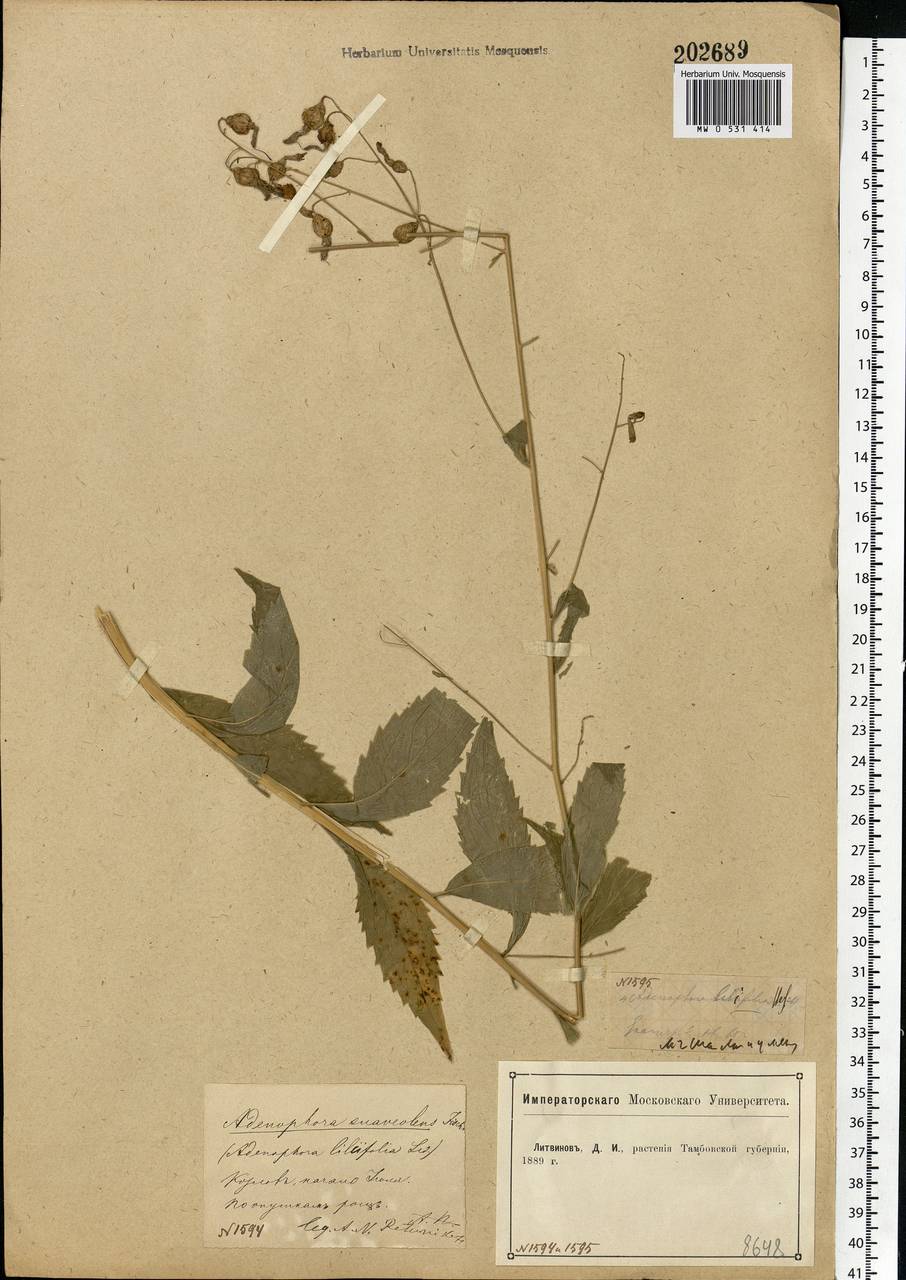 Adenophora liliifolia (L.) A.DC., Eastern Europe, Central forest-and-steppe region (E6) (Russia)