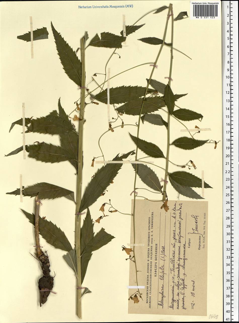 Adenophora liliifolia (L.) A.DC., Eastern Europe, Central forest-and-steppe region (E6) (Russia)