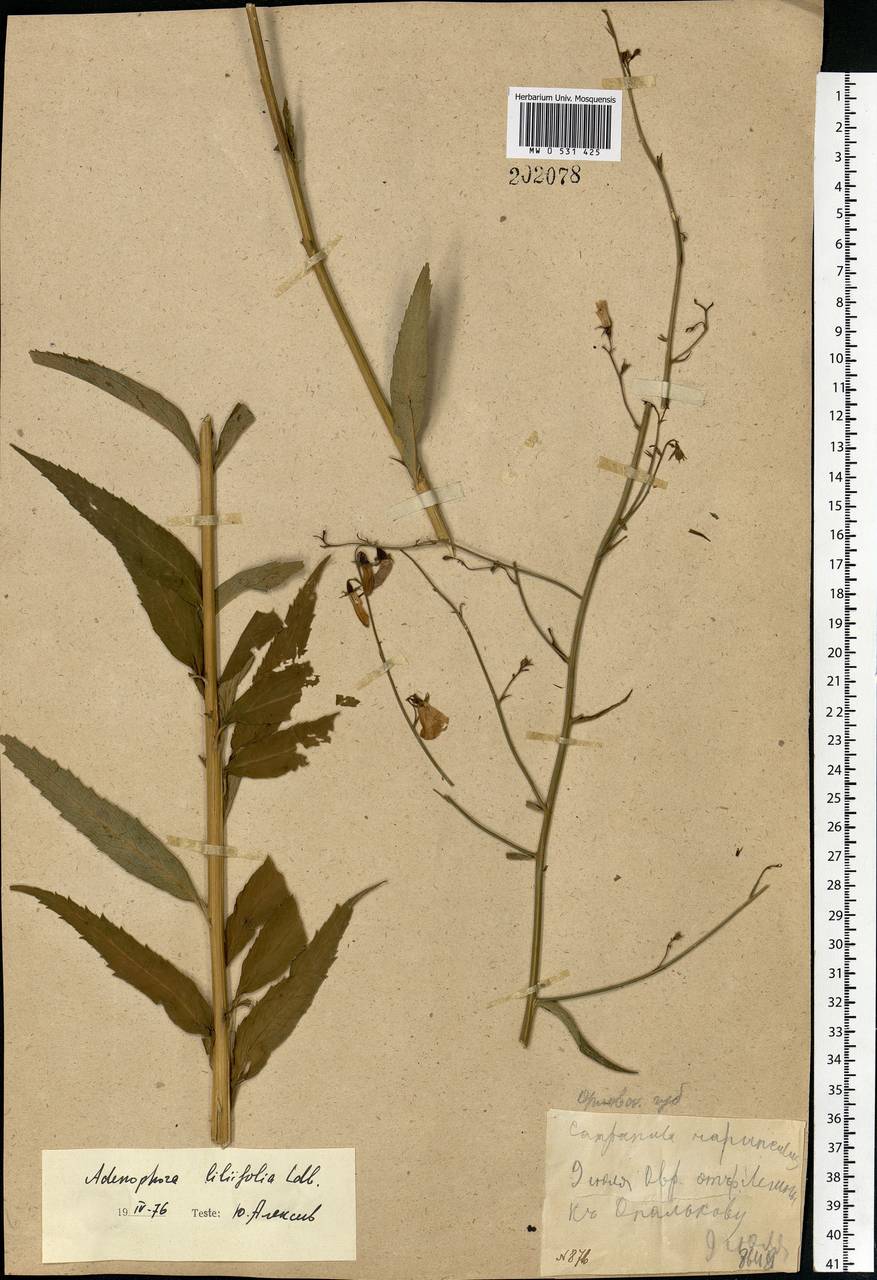 Adenophora liliifolia (L.) A.DC., Eastern Europe, Central forest-and-steppe region (E6) (Russia)