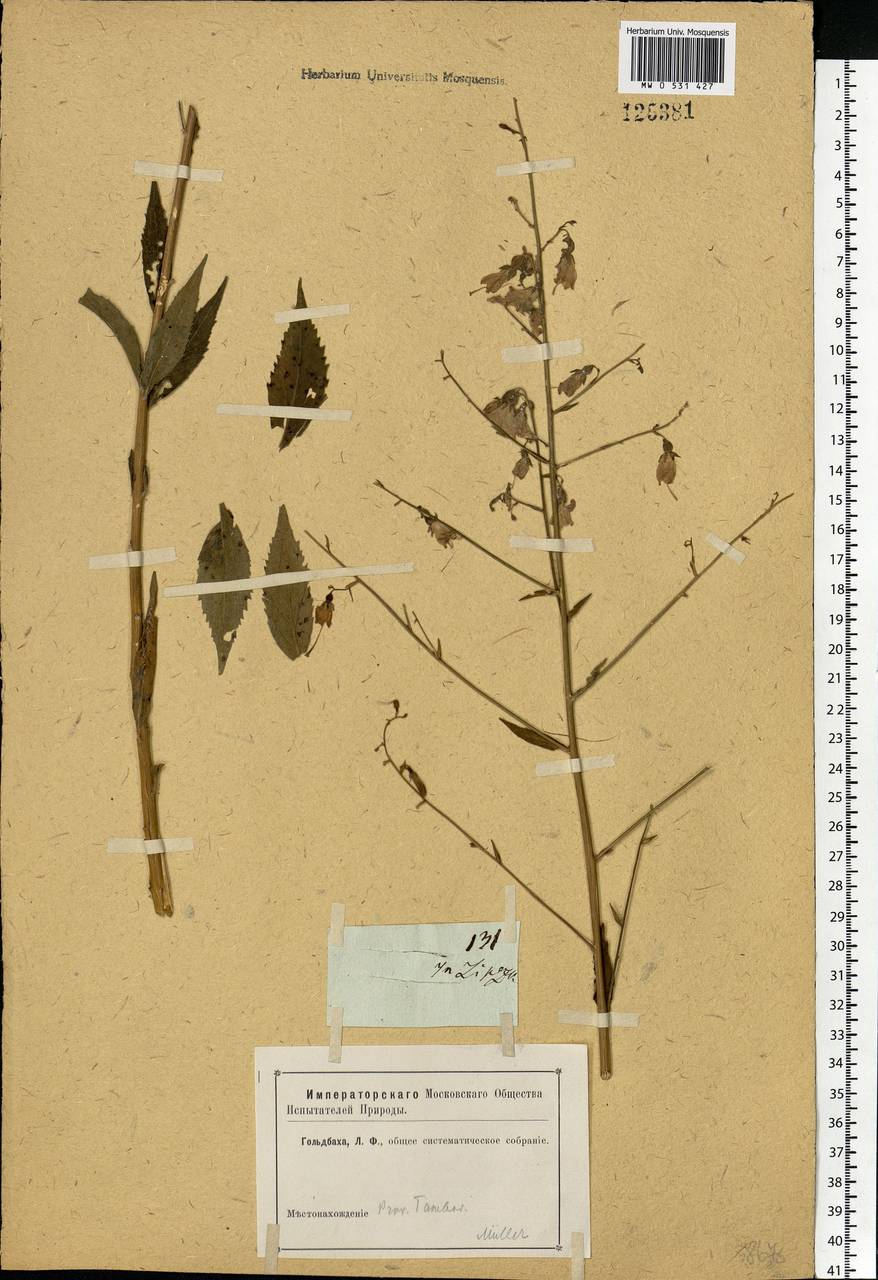 Adenophora liliifolia (L.) A.DC., Eastern Europe, Central forest-and-steppe region (E6) (Russia)