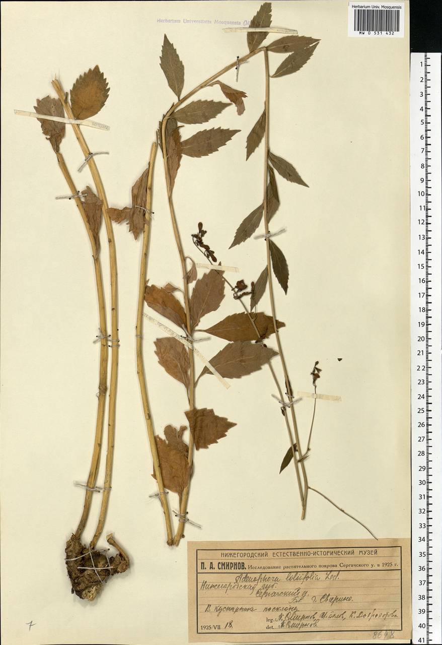 Adenophora liliifolia (L.) A.DC., Eastern Europe, Volga-Kama region (E7) (Russia)