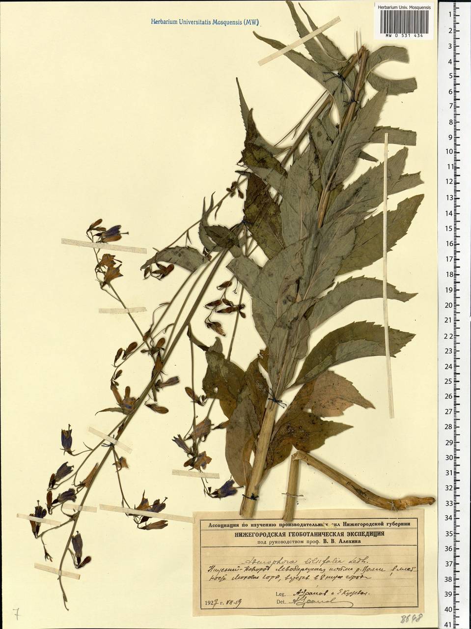Adenophora liliifolia (L.) A.DC., Eastern Europe, Volga-Kama region (E7) (Russia)