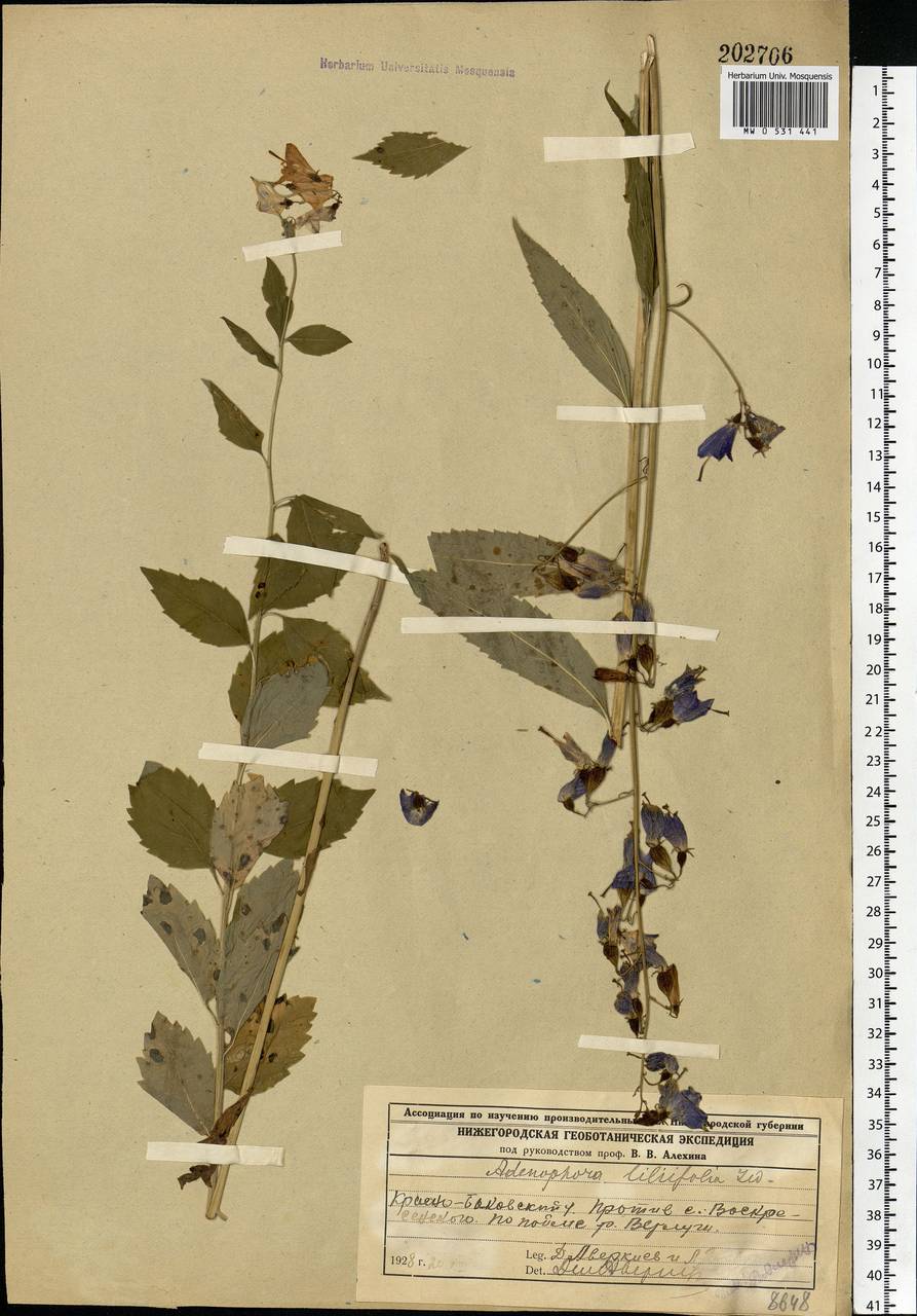 Adenophora liliifolia (L.) A.DC., Eastern Europe, Volga-Kama region (E7) (Russia)