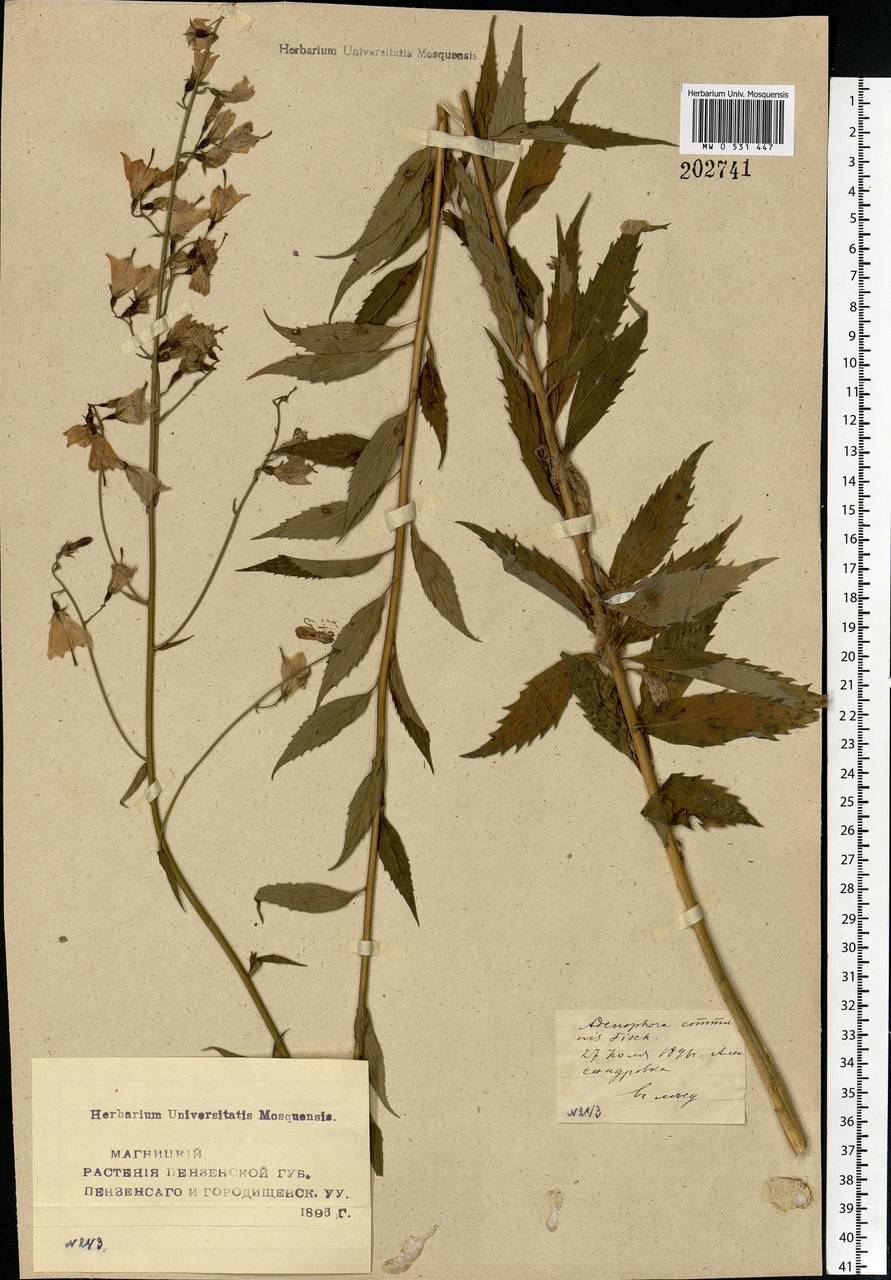 Adenophora liliifolia (L.) A.DC., Eastern Europe, Middle Volga region (E8) (Russia)
