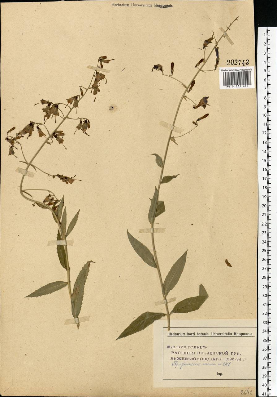 Adenophora liliifolia (L.) A.DC., Eastern Europe, Middle Volga region (E8) (Russia)