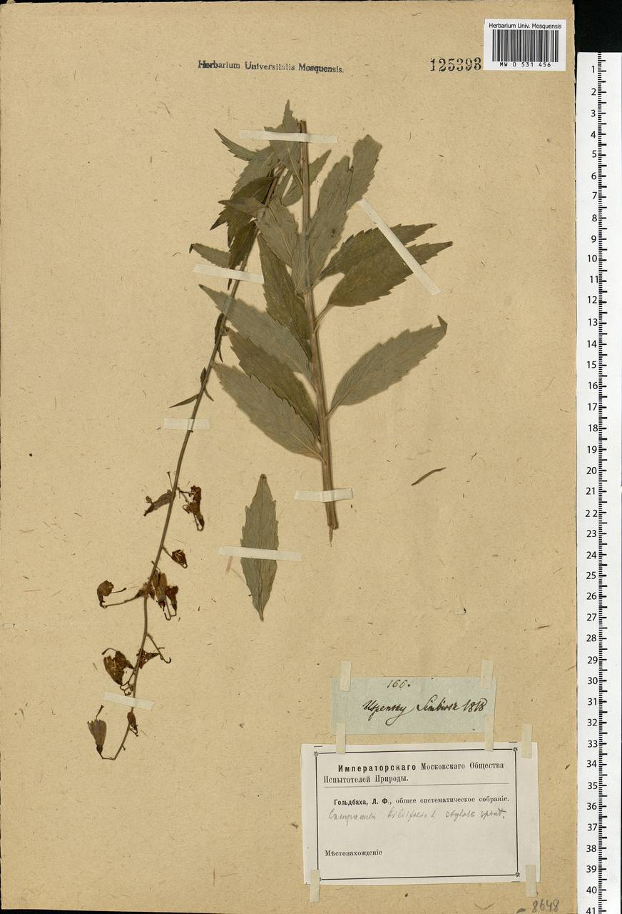 Adenophora liliifolia (L.) A.DC., Eastern Europe, Middle Volga region (E8) (Russia)