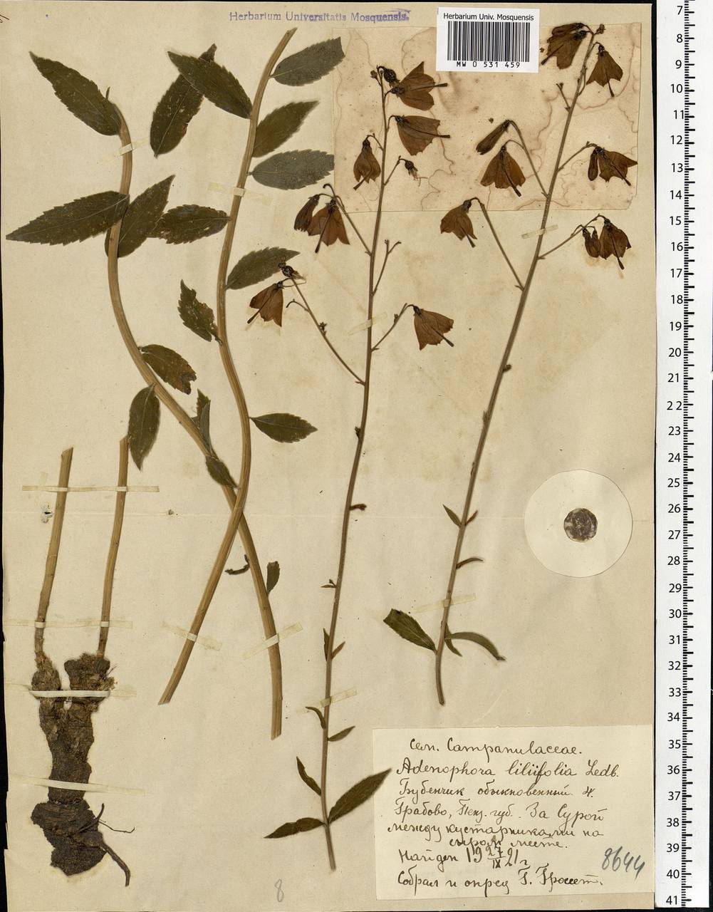 Adenophora liliifolia (L.) A.DC., Eastern Europe, Middle Volga region (E8) (Russia)