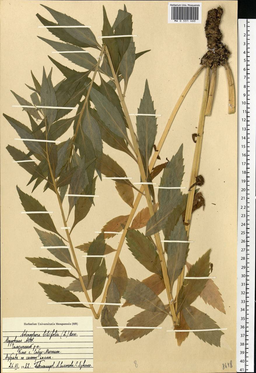 Adenophora liliifolia (L.) A.DC., Eastern Europe, Middle Volga region (E8) (Russia)