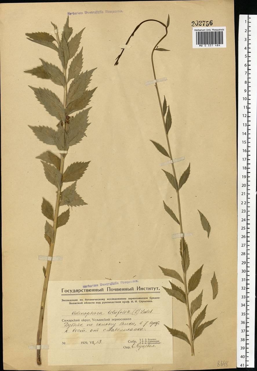 Adenophora liliifolia (L.) A.DC., Eastern Europe, Eastern region (E10) (Russia)