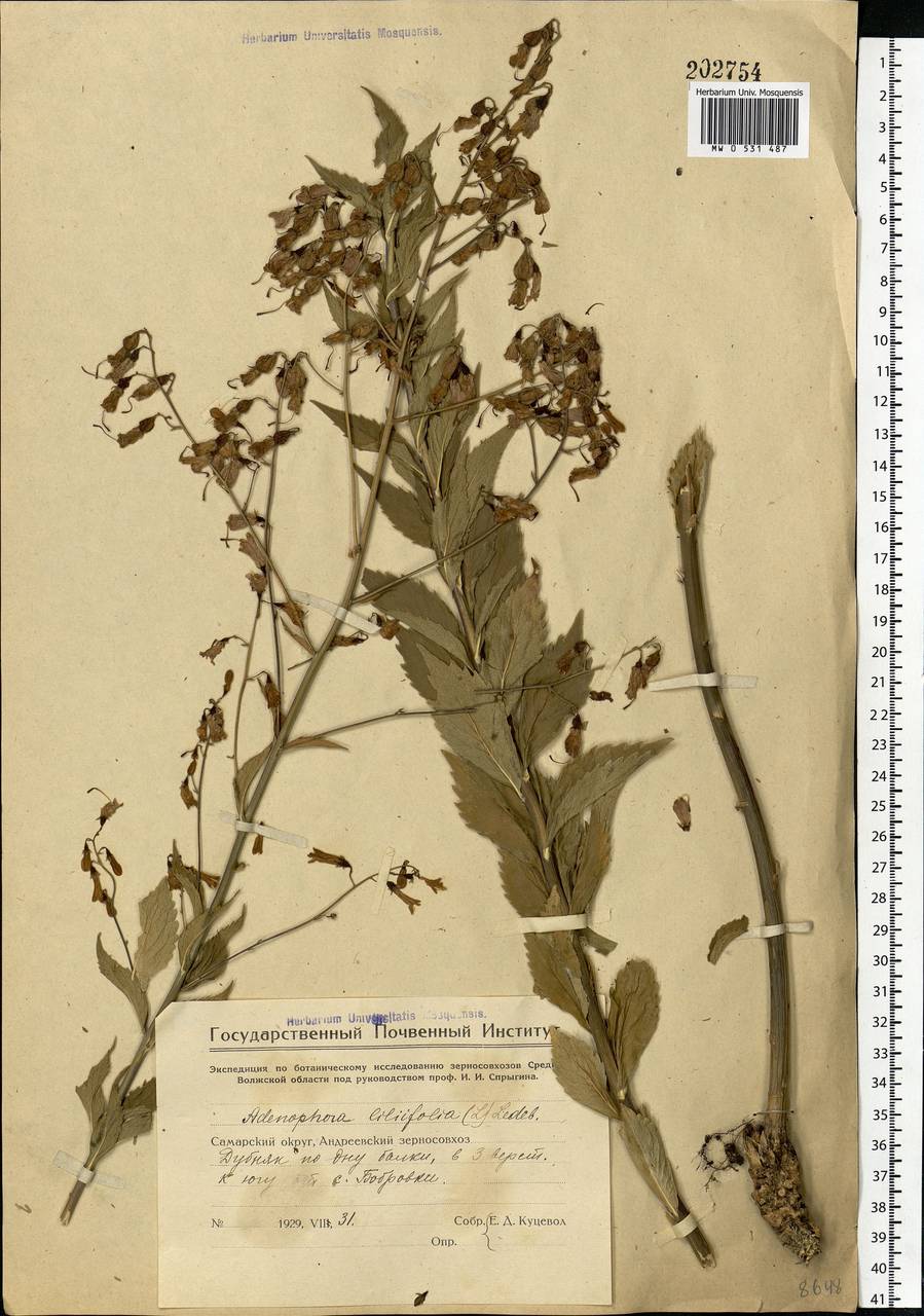 Adenophora liliifolia (L.) A.DC., Eastern Europe, Eastern region (E10) (Russia)