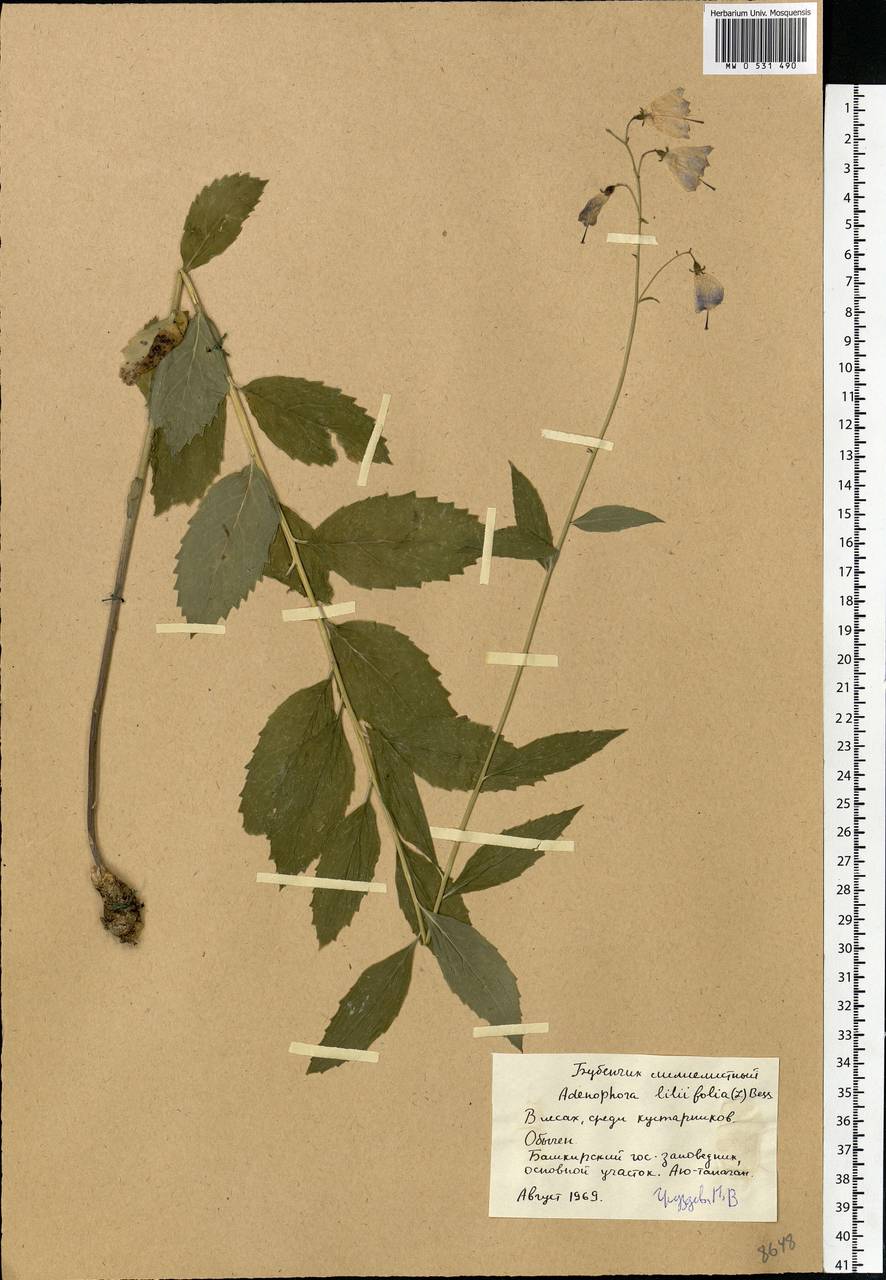 Adenophora liliifolia (L.) A.DC., Eastern Europe, Eastern region (E10) (Russia)