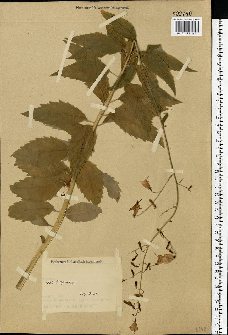 Adenophora liliifolia (L.) A.DC., Eastern Europe, Eastern region (E10) (Russia)