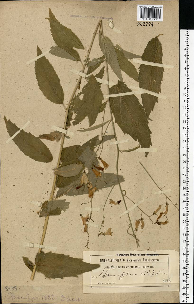 Adenophora liliifolia (L.) A.DC., Eastern Europe, Eastern region (E10) (Russia)