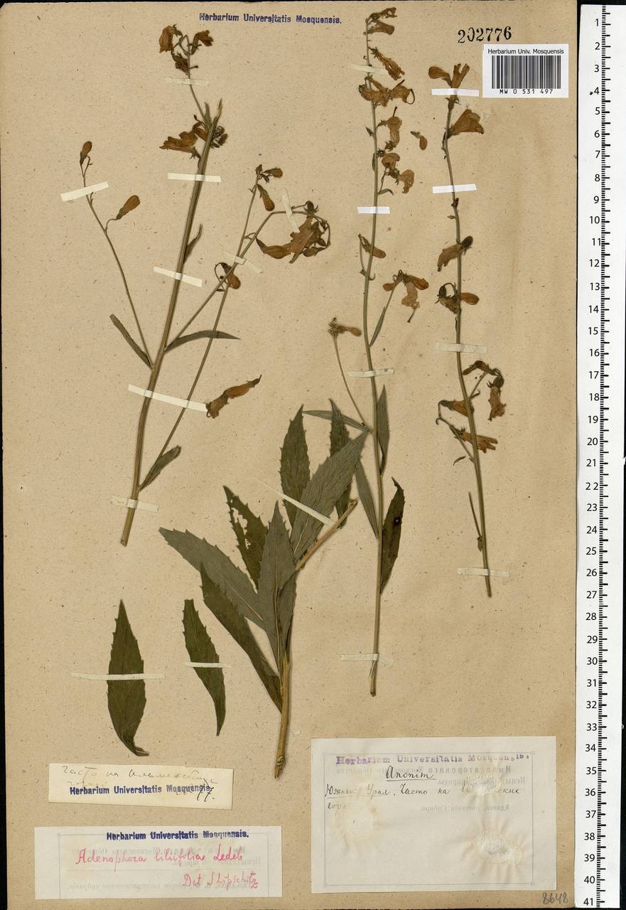 Adenophora liliifolia (L.) A.DC., Eastern Europe, Eastern region (E10) (Russia)