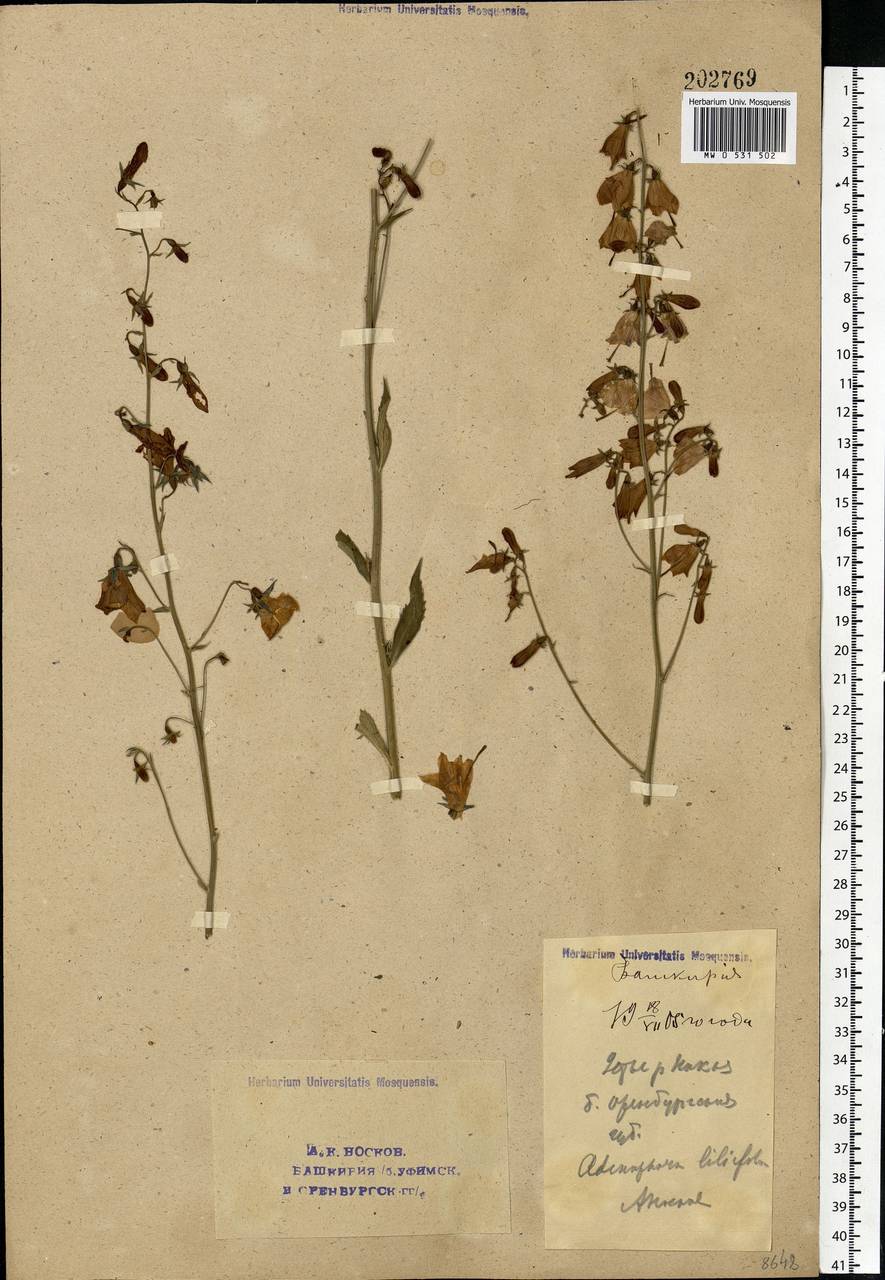 Adenophora liliifolia (L.) A.DC., Eastern Europe, Eastern region (E10) (Russia)