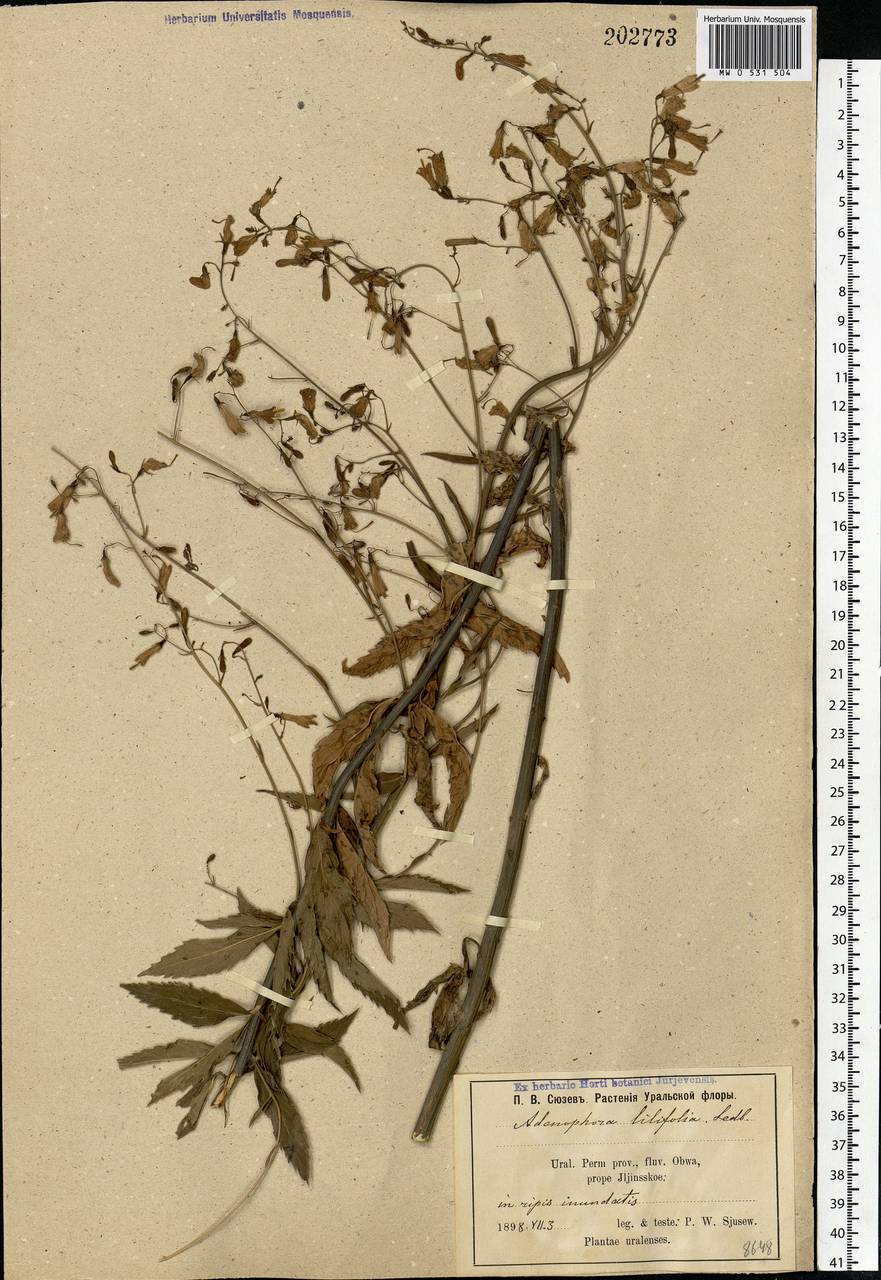 Adenophora liliifolia (L.) A.DC., Eastern Europe, Eastern region (E10) (Russia)