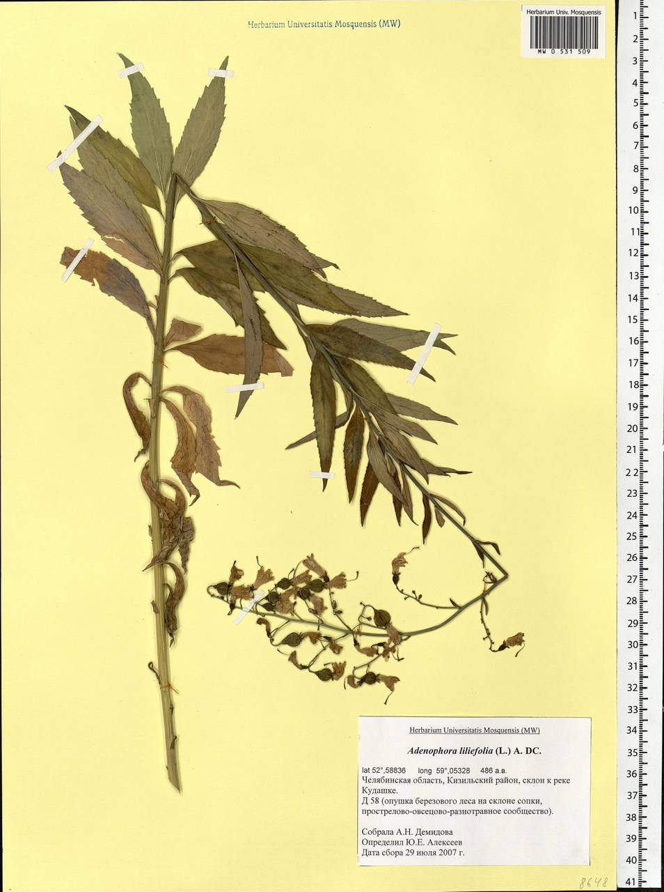 Adenophora liliifolia (L.) A.DC., Eastern Europe, Eastern region (E10) (Russia)