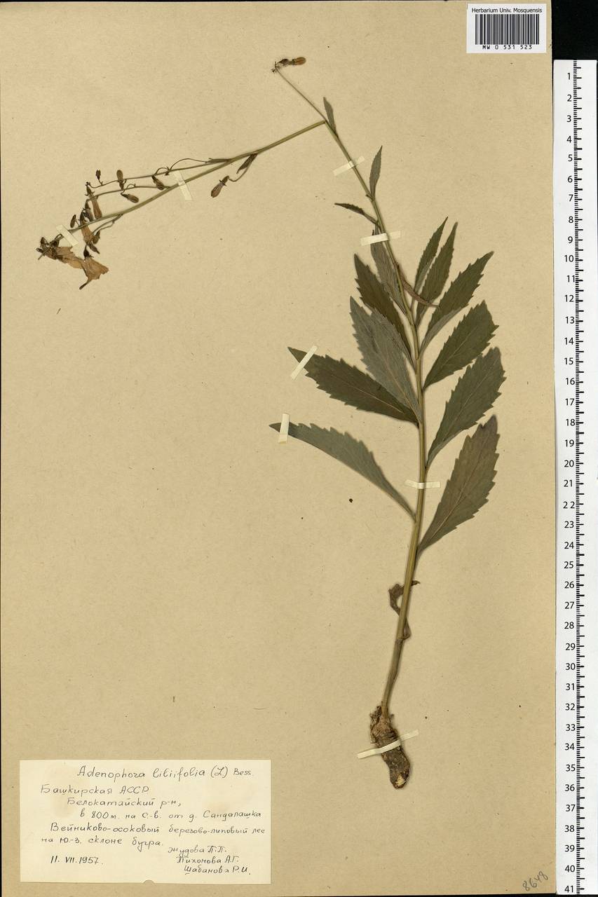 Adenophora liliifolia (L.) A.DC., Eastern Europe, Eastern region (E10) (Russia)