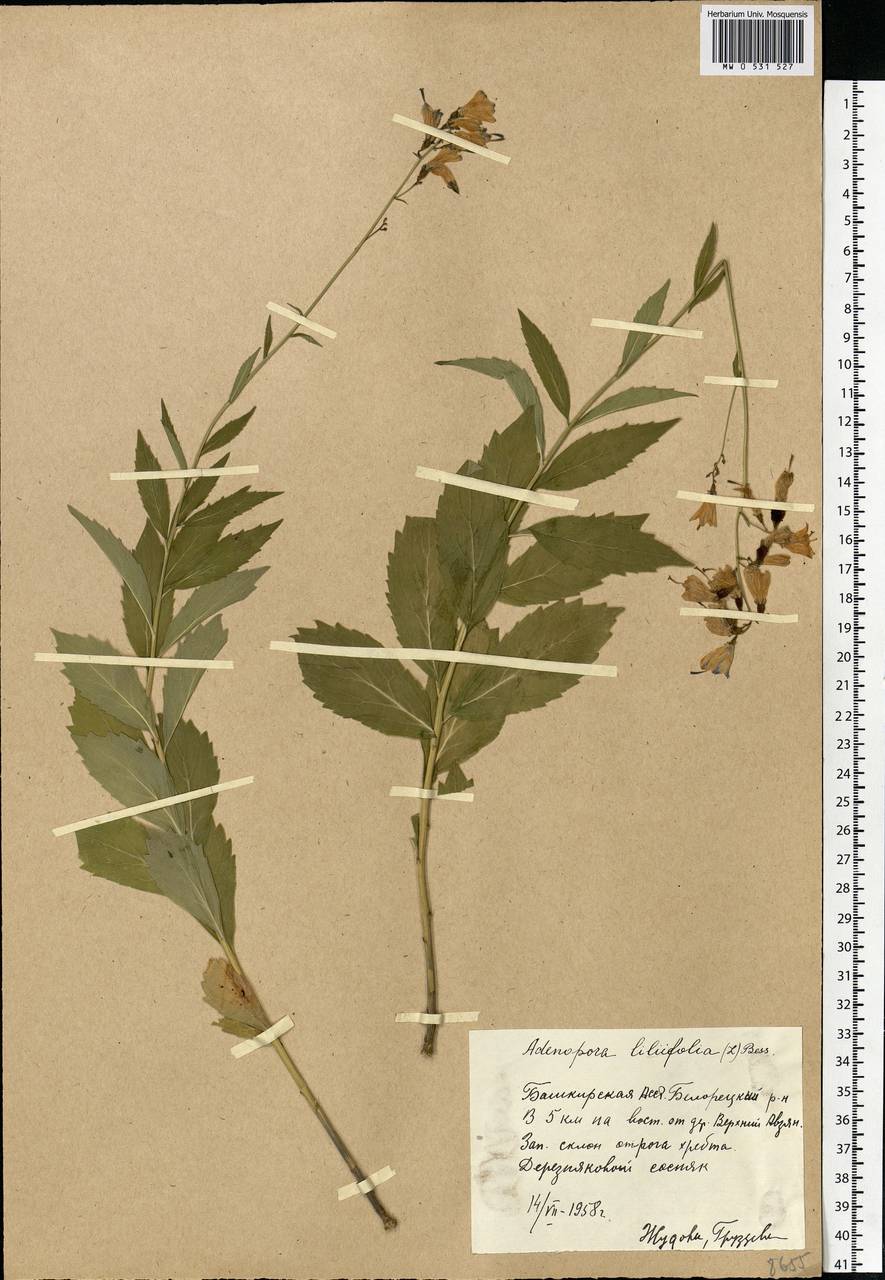 Adenophora liliifolia (L.) A.DC., Eastern Europe, Eastern region (E10) (Russia)